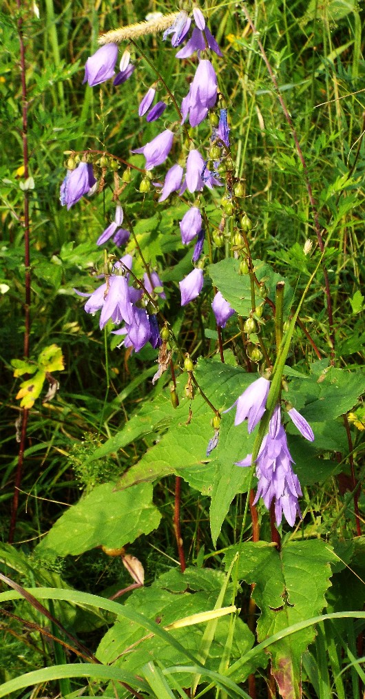 Campanula rapunculoides / Campanula serpeggiante